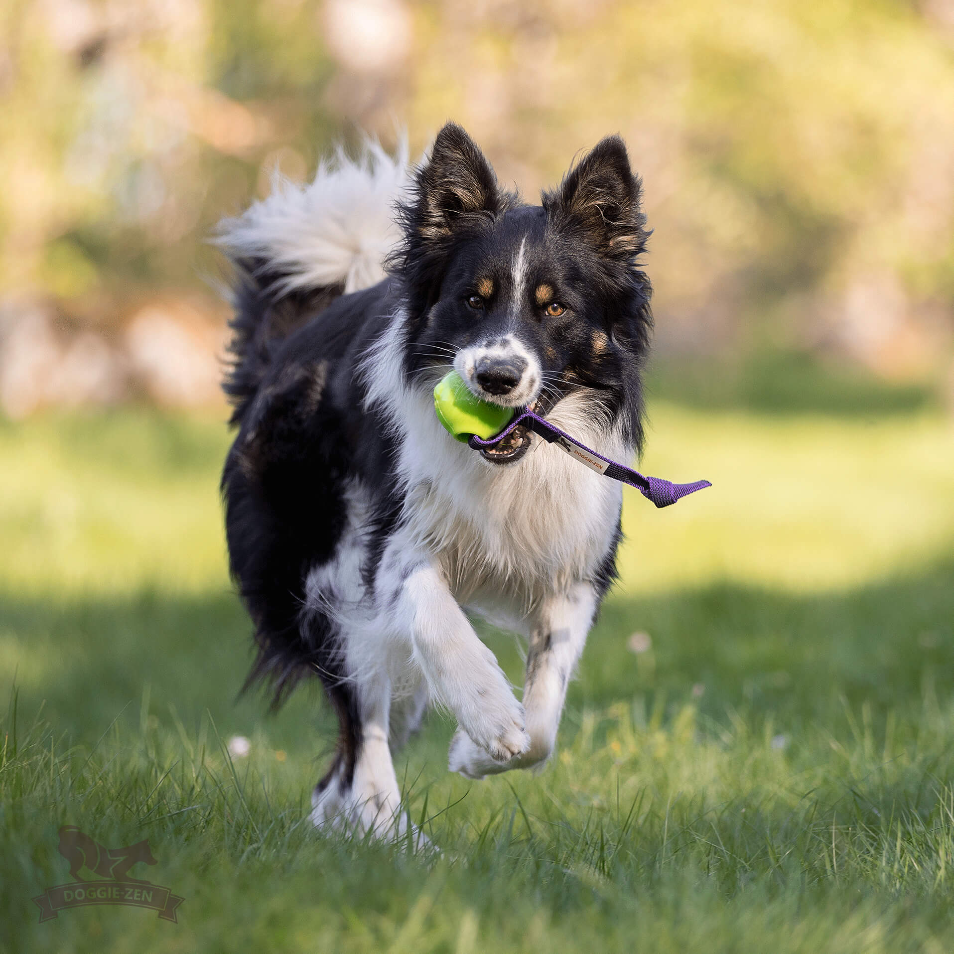 Sure Grip Amazing Squeaker Ball Tug M - 9