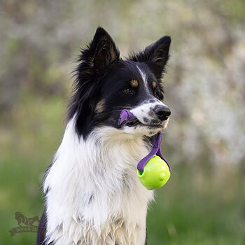 Sure Grip Amazing Squeaker Ball Tug M