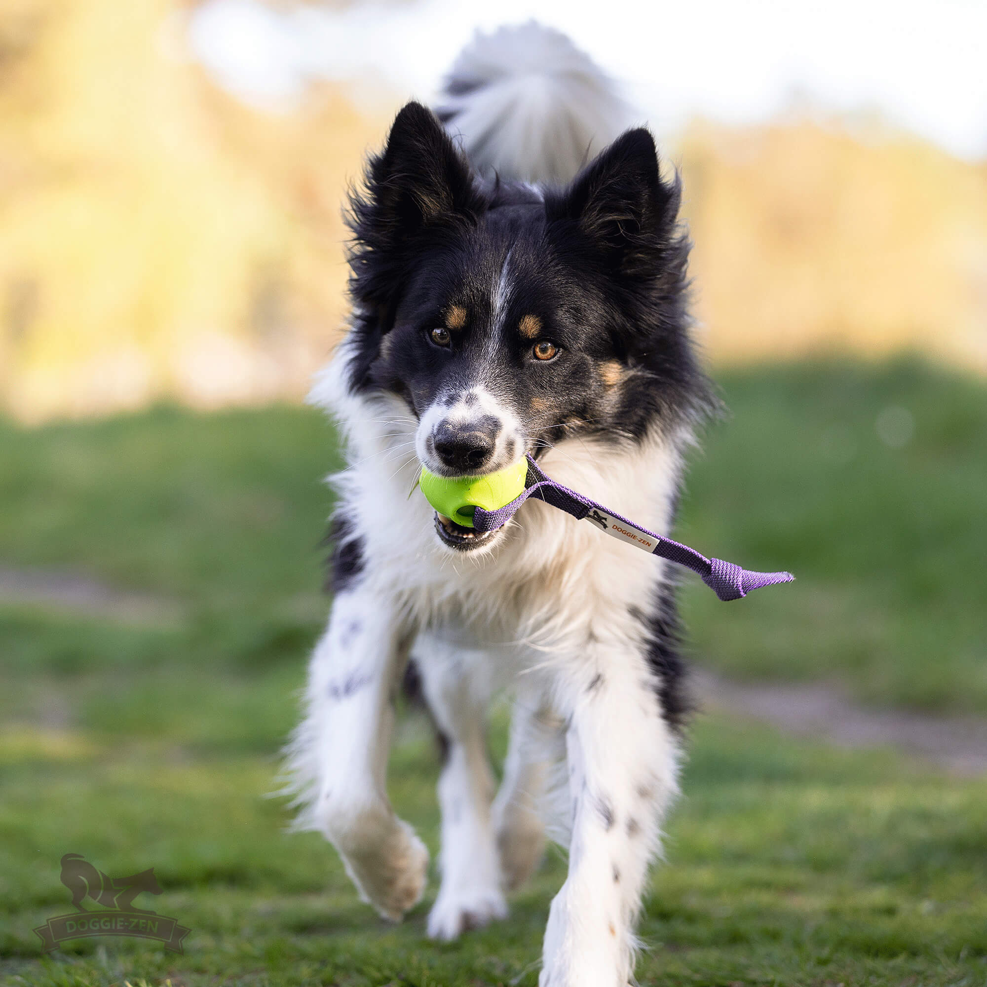 Sure Grip Amazing Squeaker Ball Tug M - 5