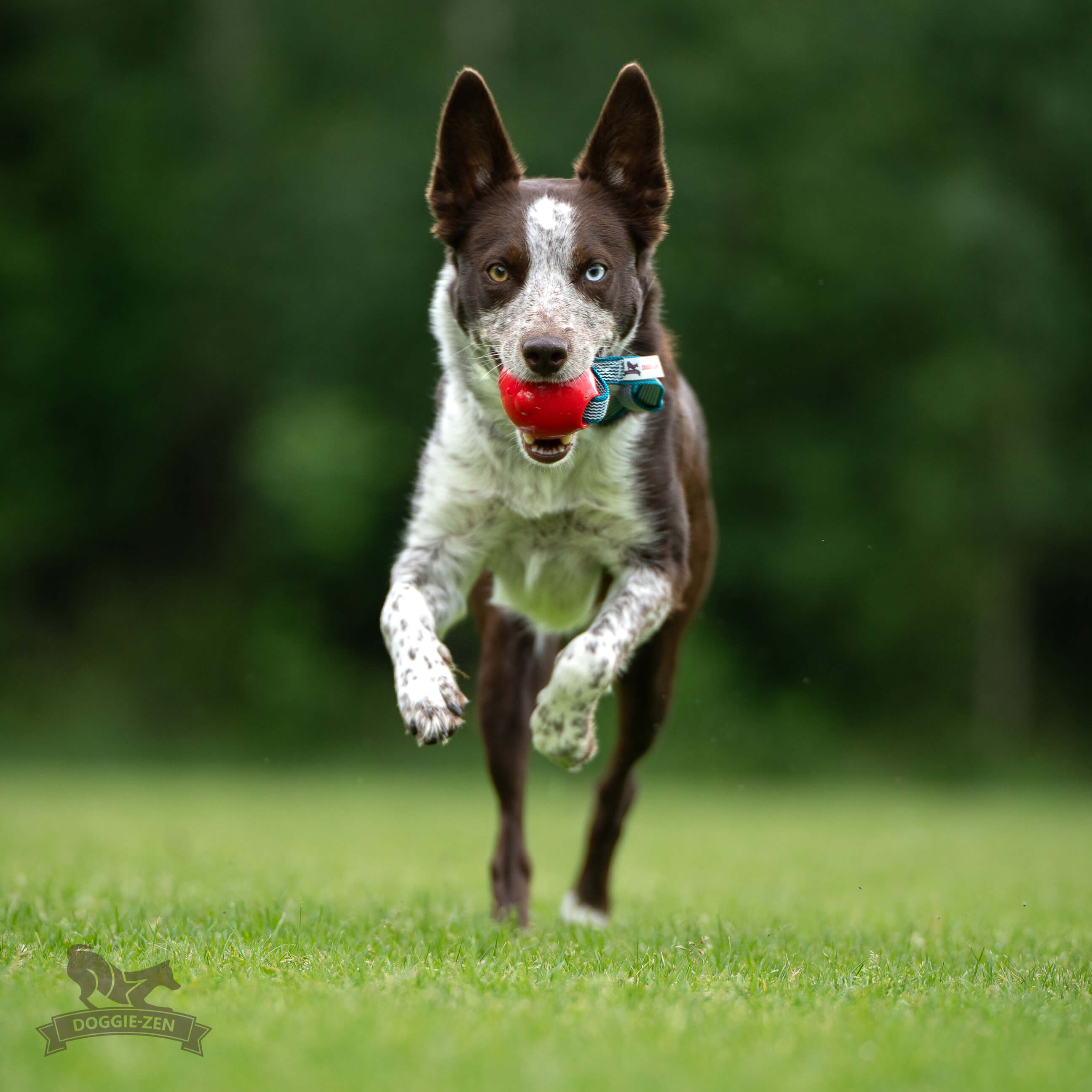 Sure Grip Amazing Squeaker Ball Tug M - 7