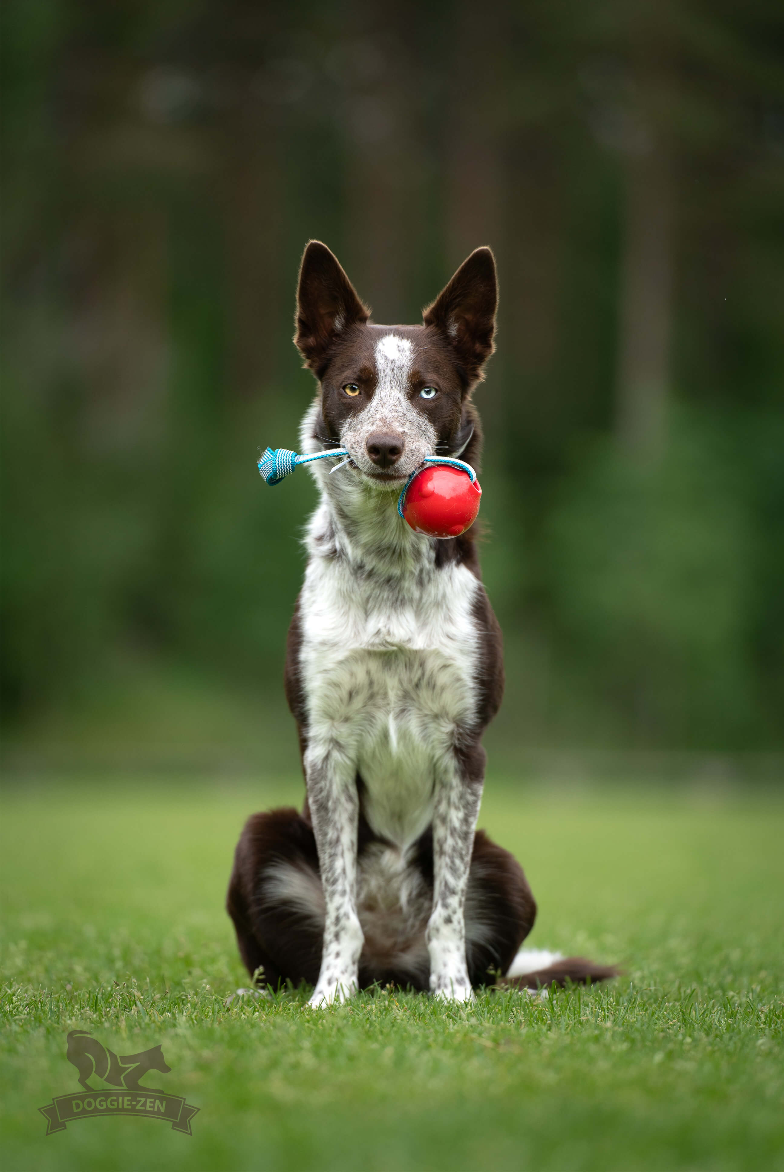 Sure Grip Amazing Squeaker Ball Tug M - 4