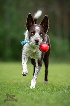 Sure Grip Amazing Squeaker Ball Tug M