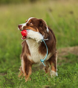 Sure Grip Sheepskin Tug M with Amazing Squeaker Ball