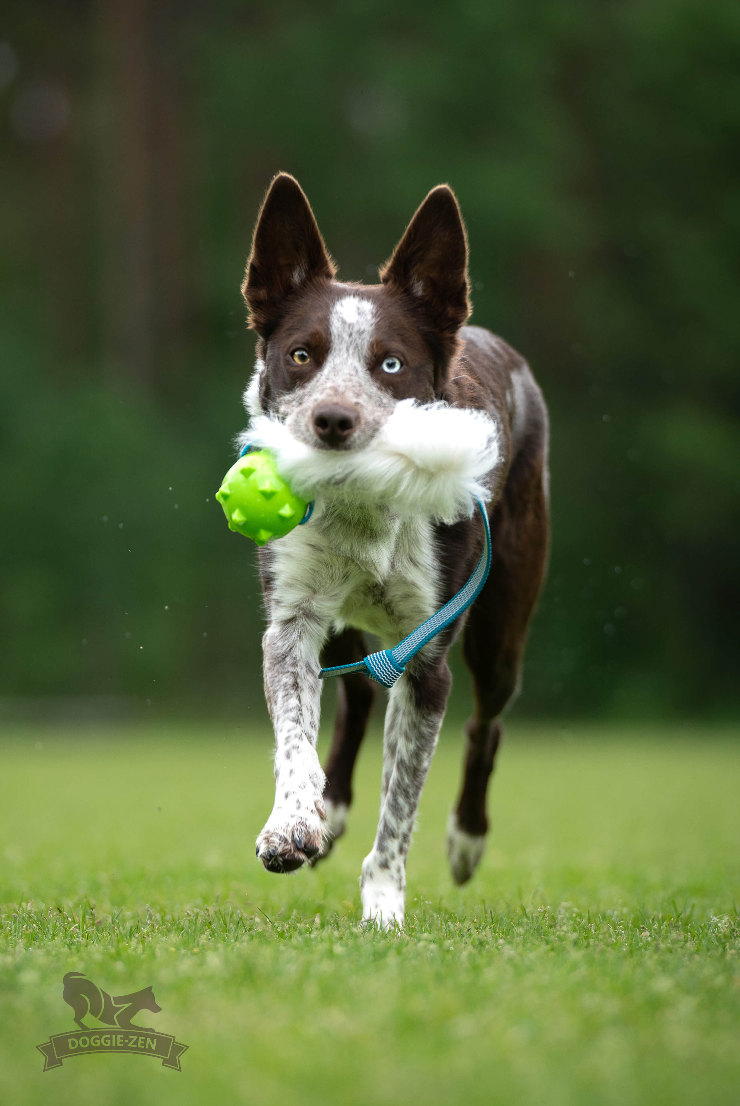 Sure Grip Sheepskin Tug M with Amazing Squeaker Ball - 5