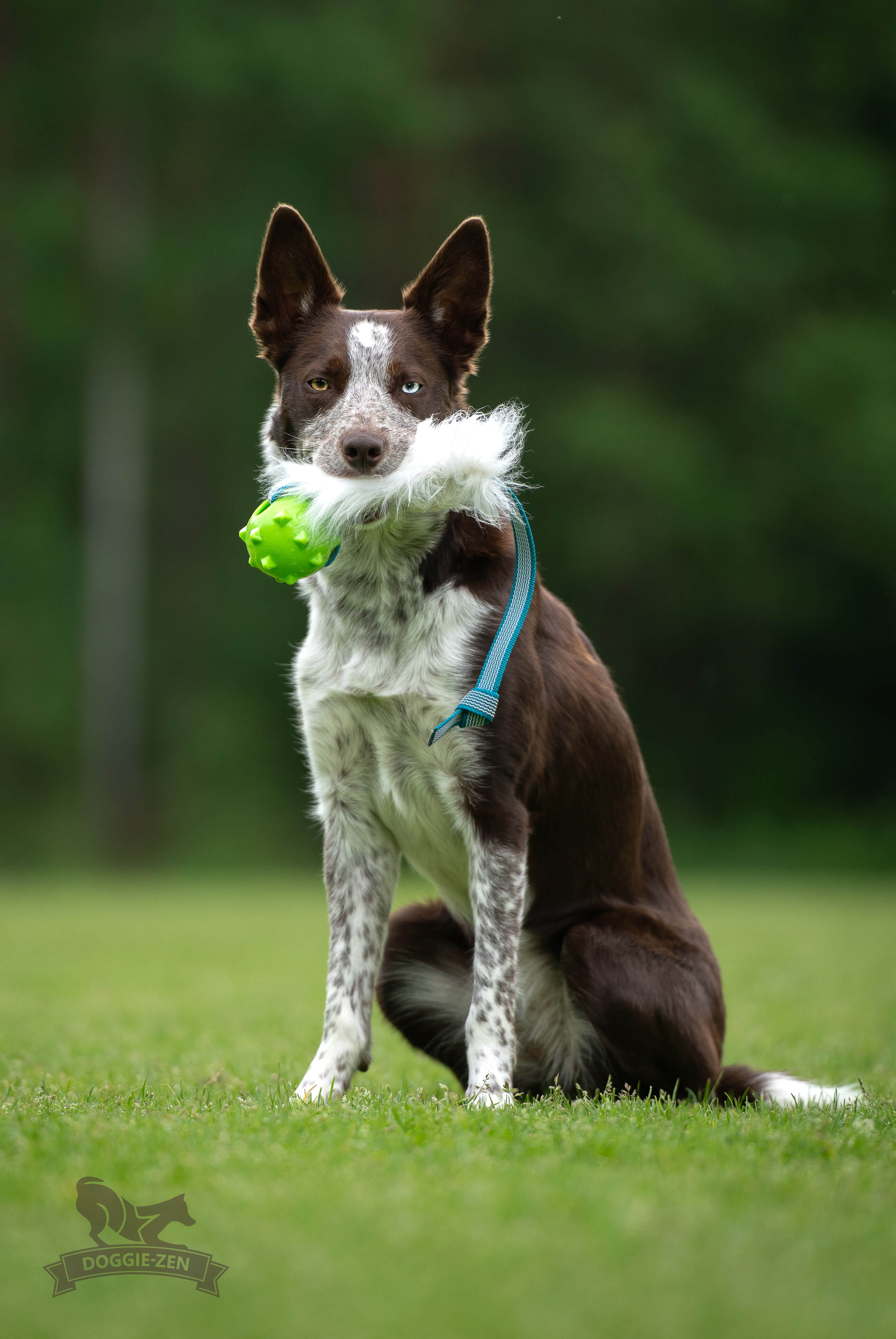 Sure Grip Sheepskin Tug M with Amazing Squeaker Ball - 11