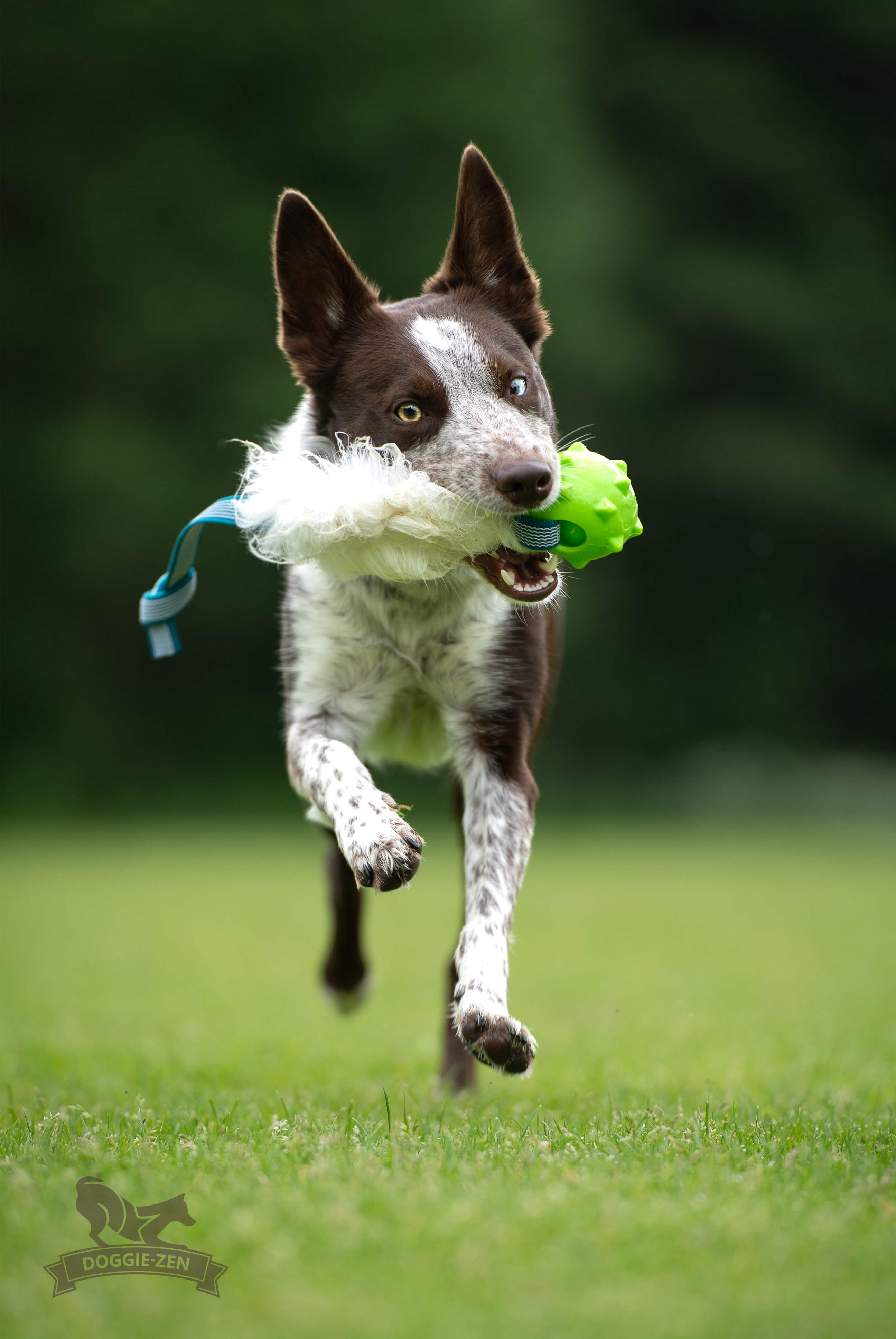 Sure Grip Sheepskin Tug M with Amazing Squeaker Ball - 8