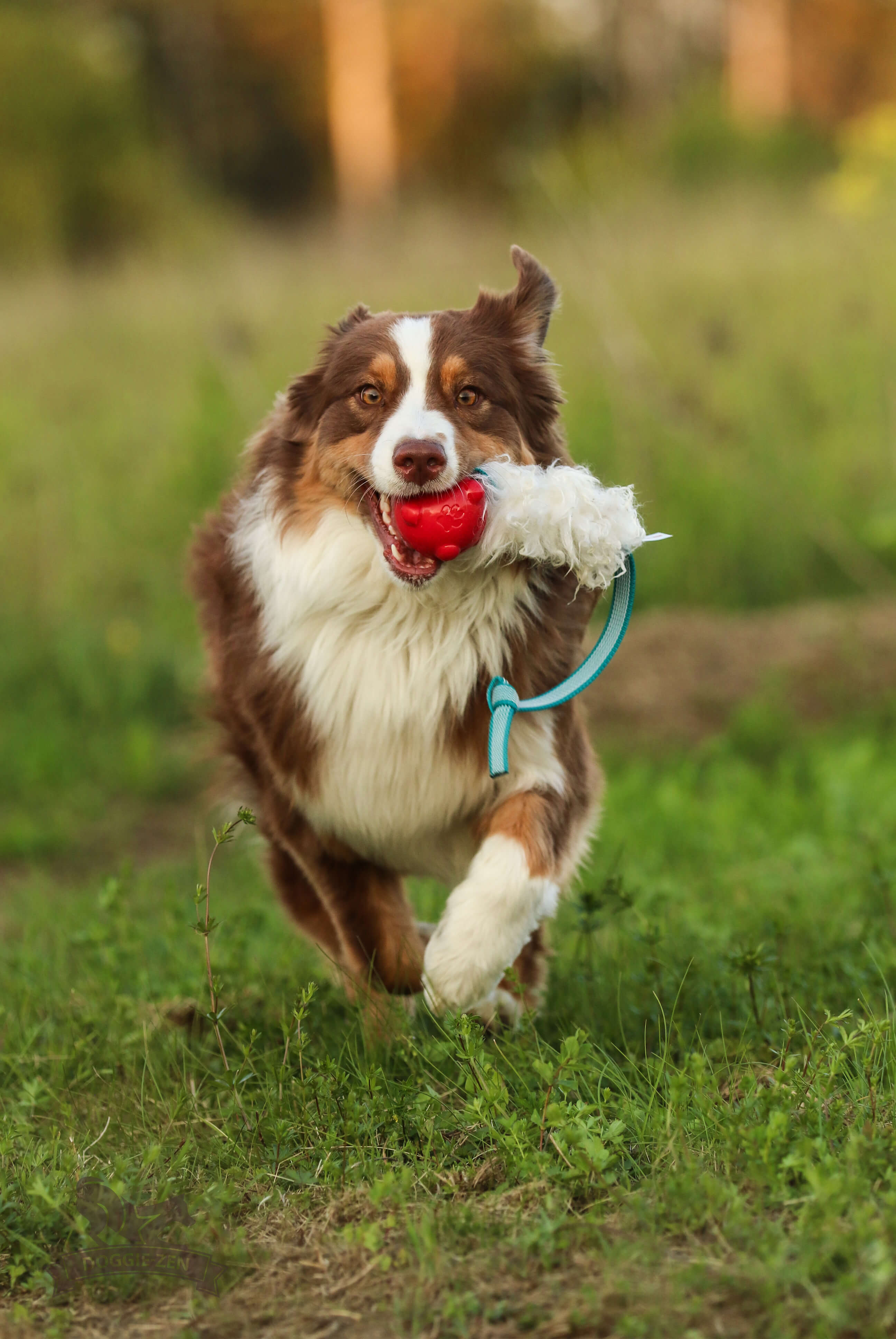 Sure Grip Sheepskin Tug M with Amazing Squeaker Ball - 6