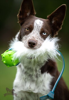 Sure Grip Sheepskin Tug M with Amazing Squeaker Ball