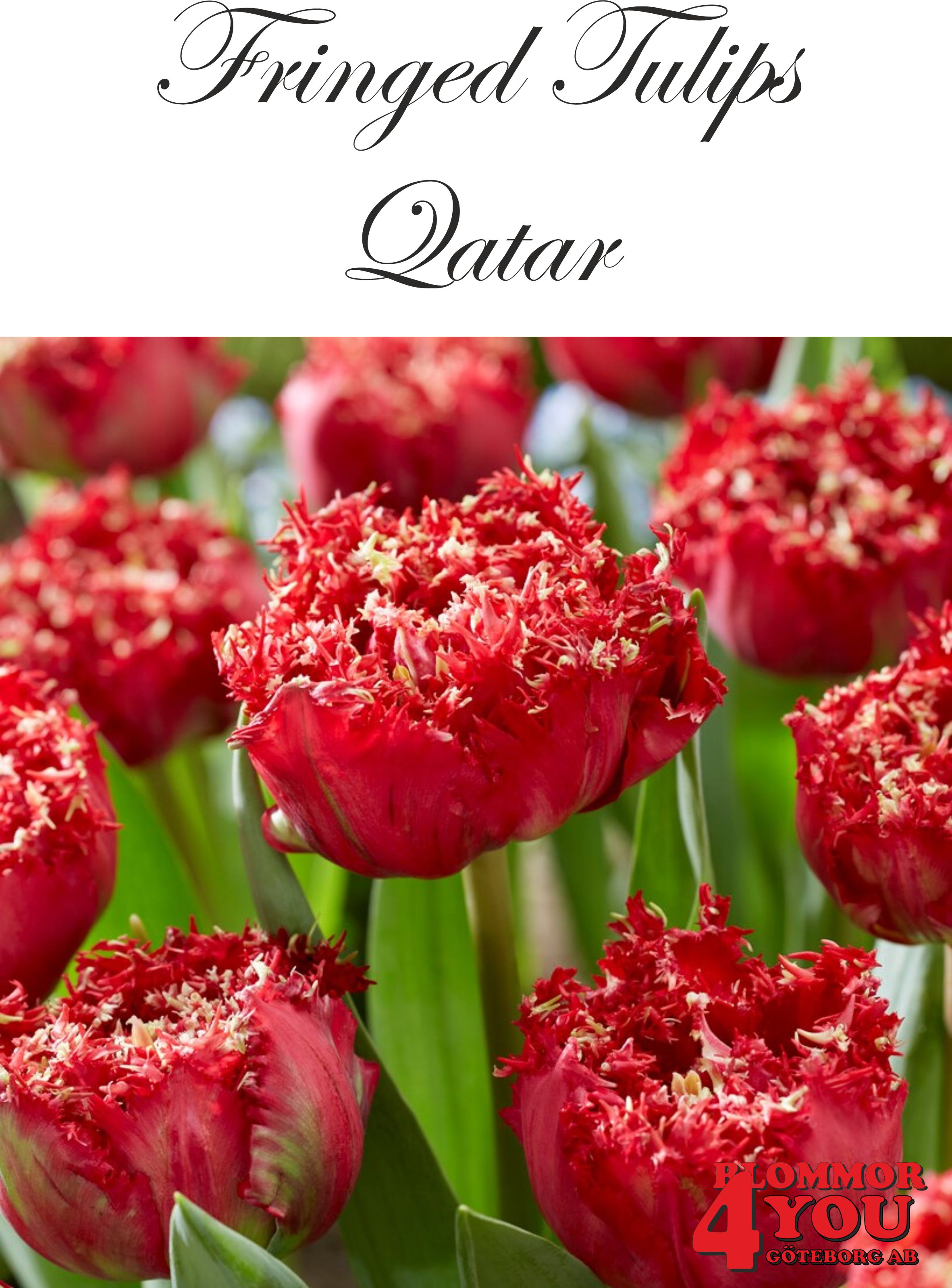 80645  QUATAR      DUBBEL FRANSADTULPAN