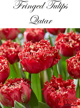 80645  QUATAR      DUBBEL FRANSADTULPAN