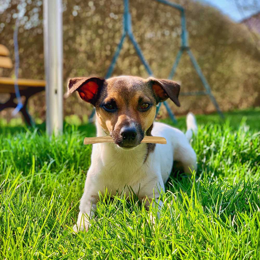 Tuggpinne tuggben till hundvalp eller liten hund Kerotugg från Sverige