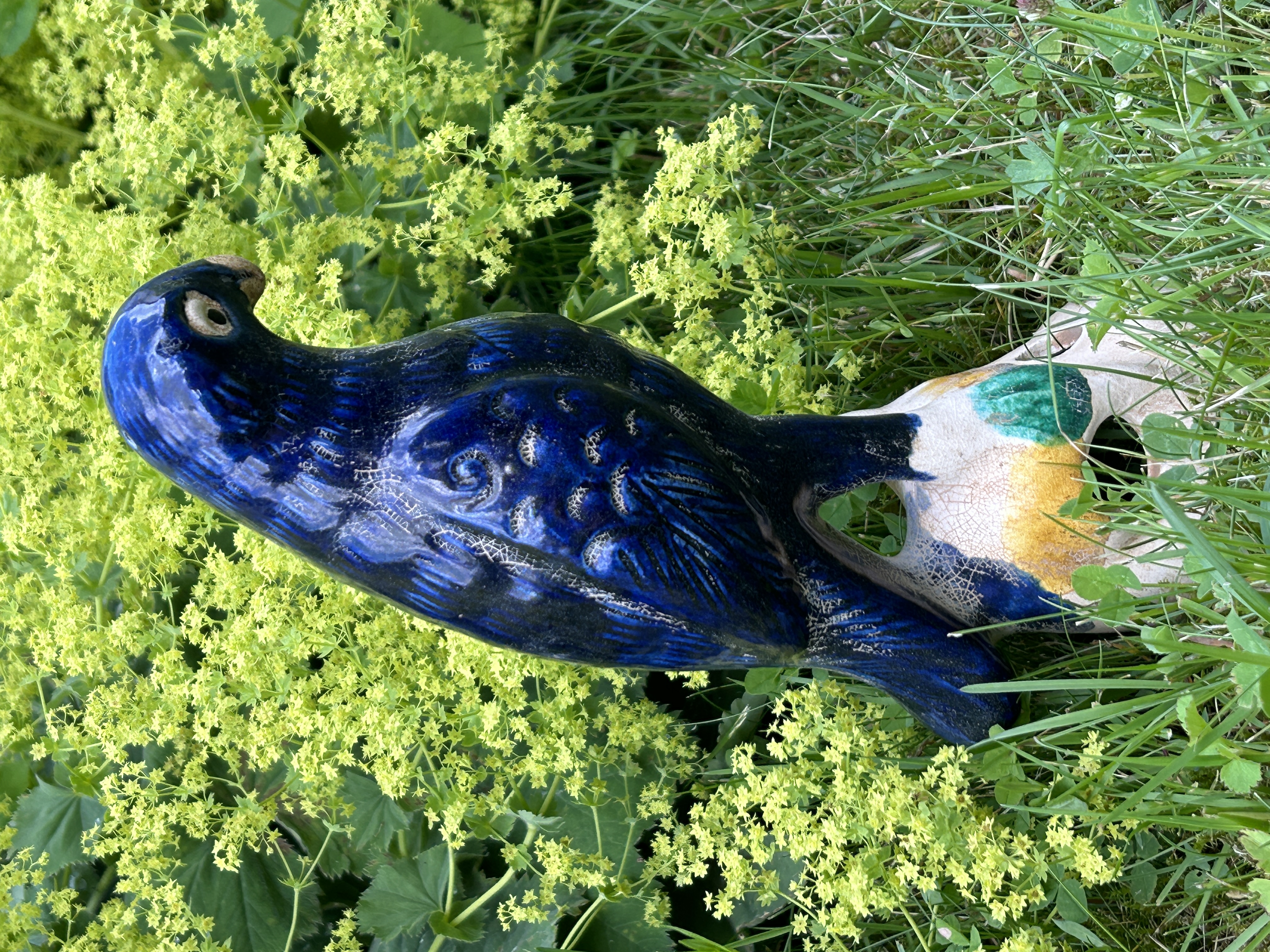 Blue bird - 2
