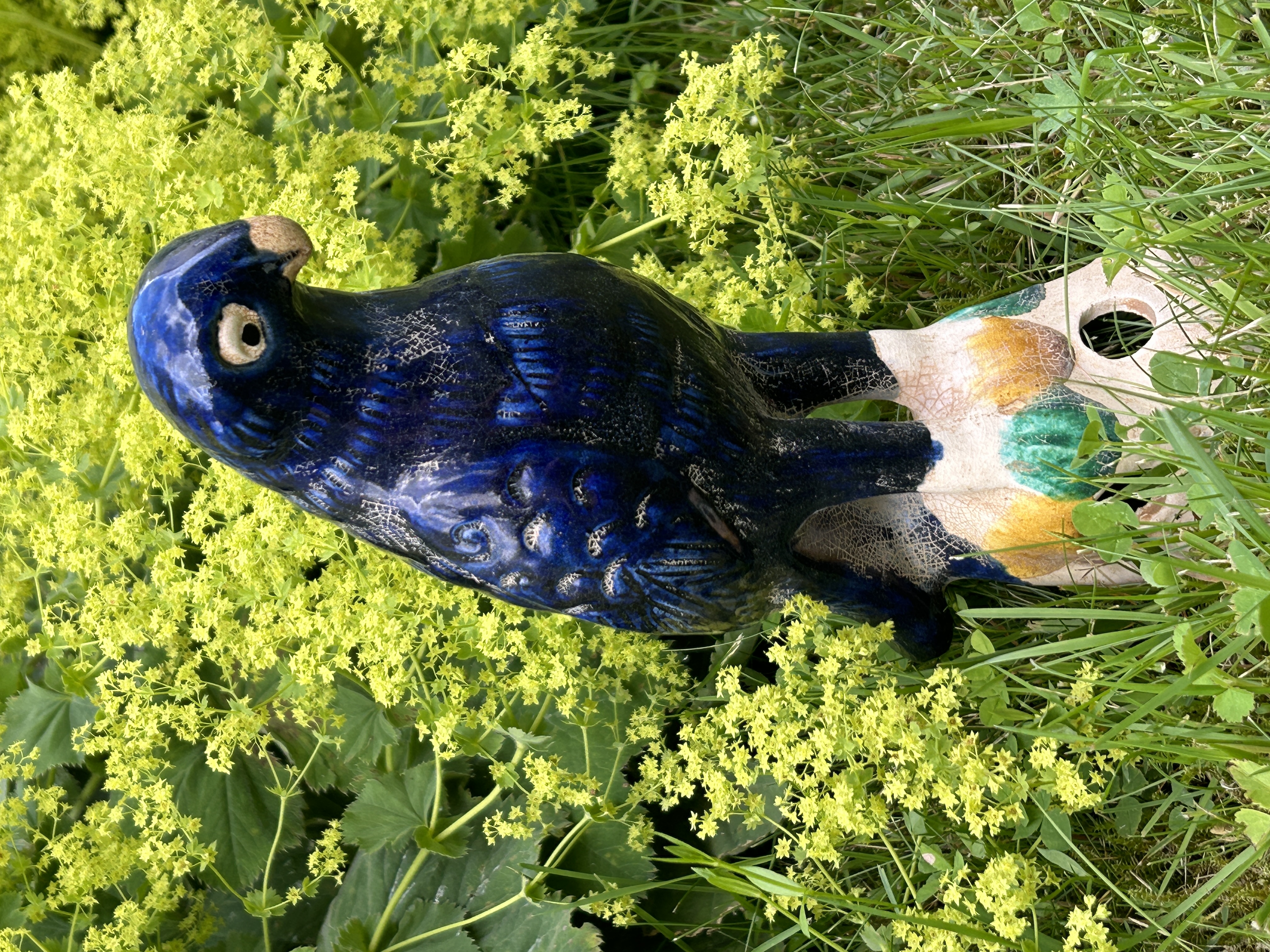 Blue bird