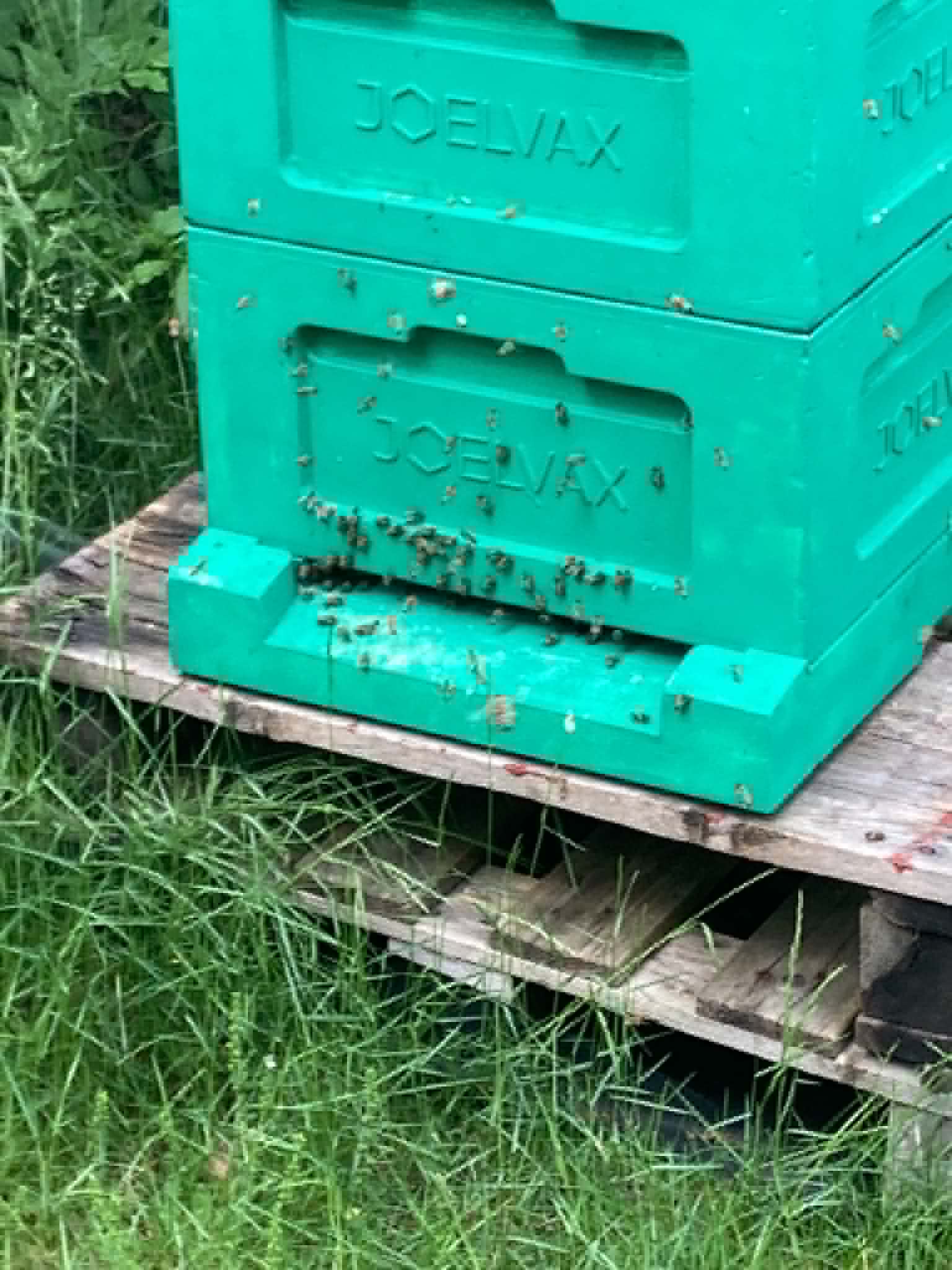 Trädgårds Honung 2026 a  500 gram - 4