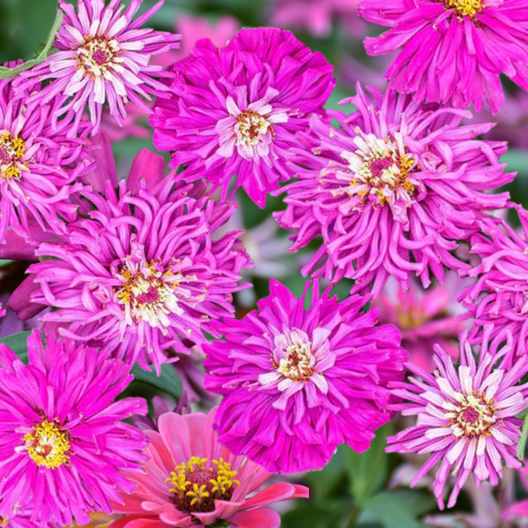 Zinnia - Super Cactus Lilac Emperor