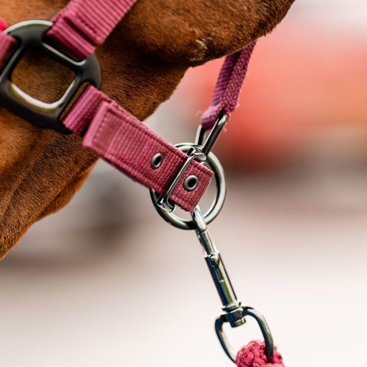 AMIGO HEADCOLLAR AND LEADROPE SET  - 7