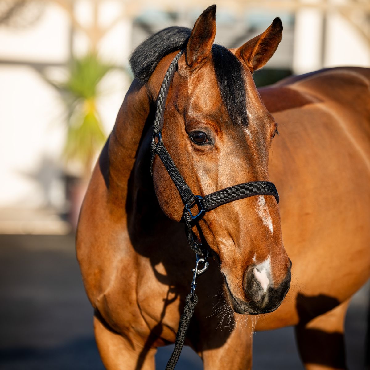 AMIGO HEADCOLLAR AND LEADROPE SET  - 3