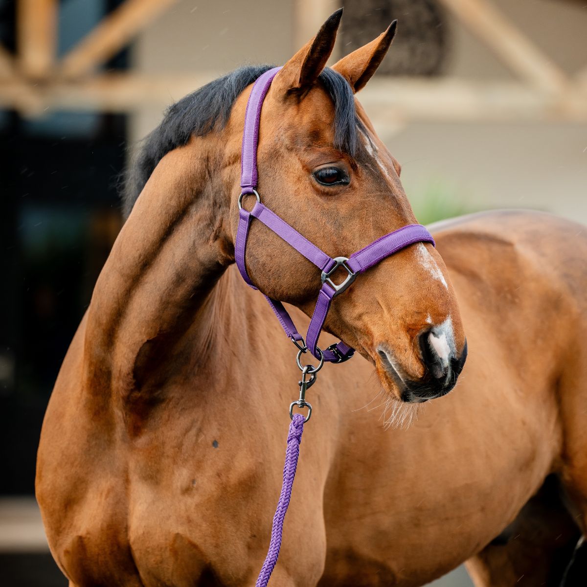 AMIGO HEADCOLLAR AND LEADROPE SET  - 5