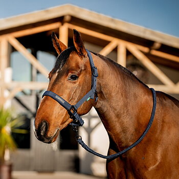 AMIGO HEADCOLLAR AND LEADROPE SET 