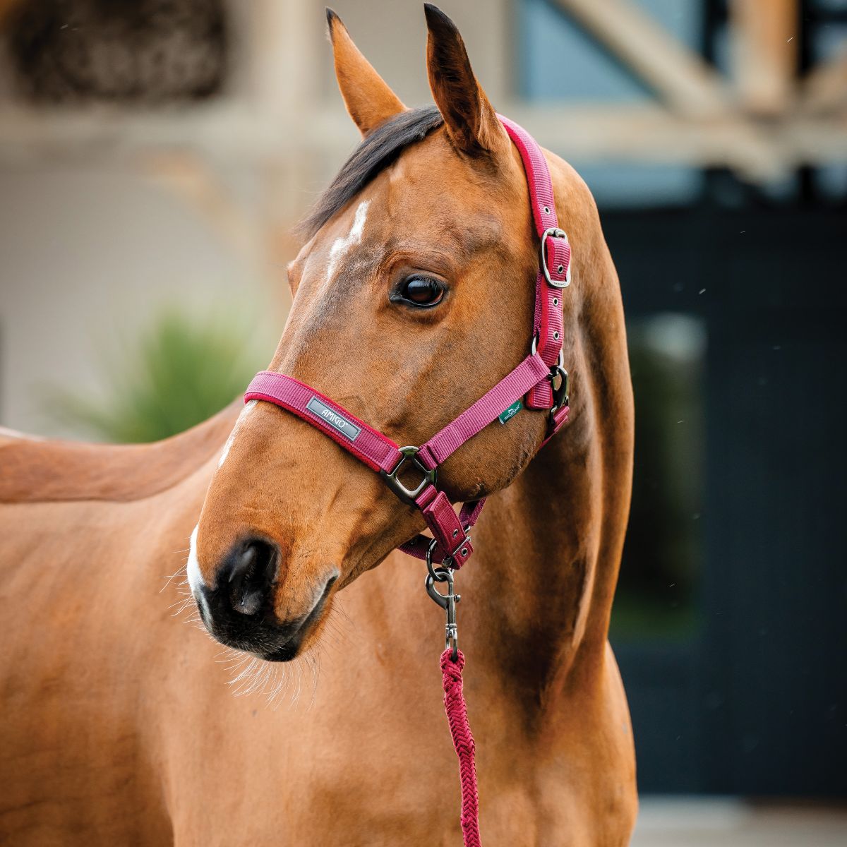 AMIGO HEADCOLLAR AND LEADROPE SET  - 4