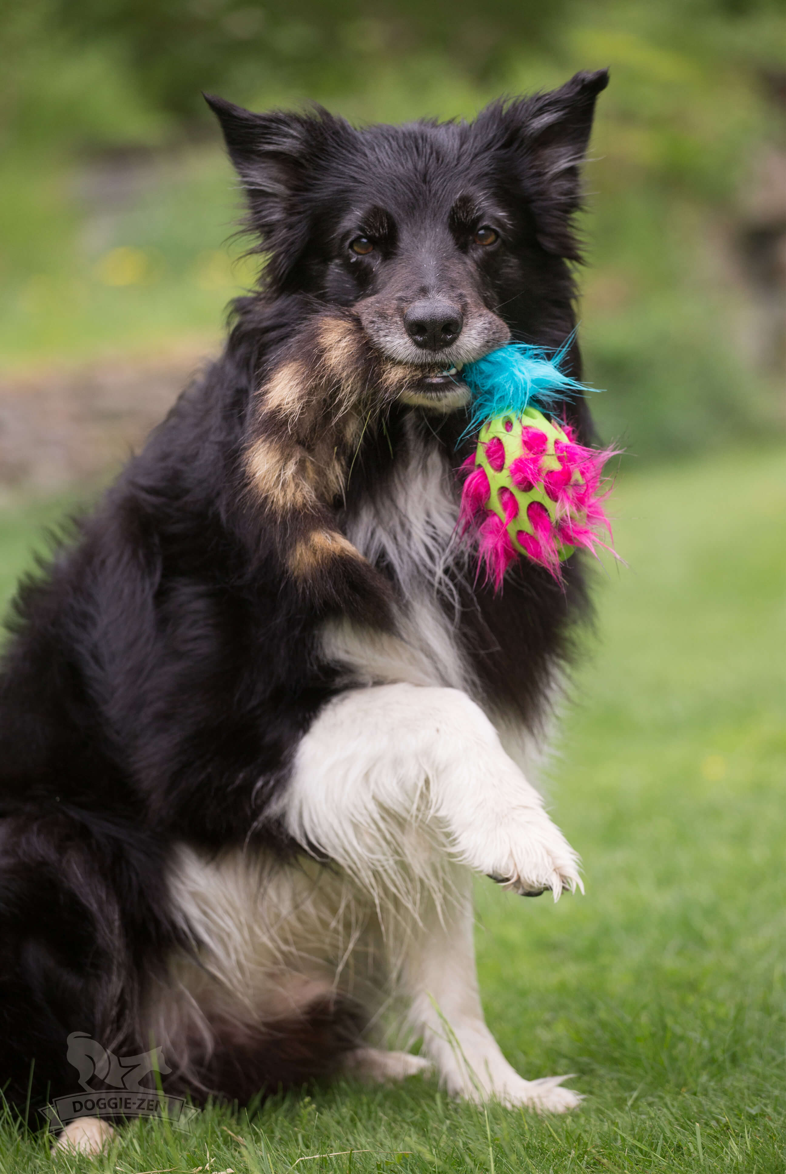 Raccoon tail ball toy best sale