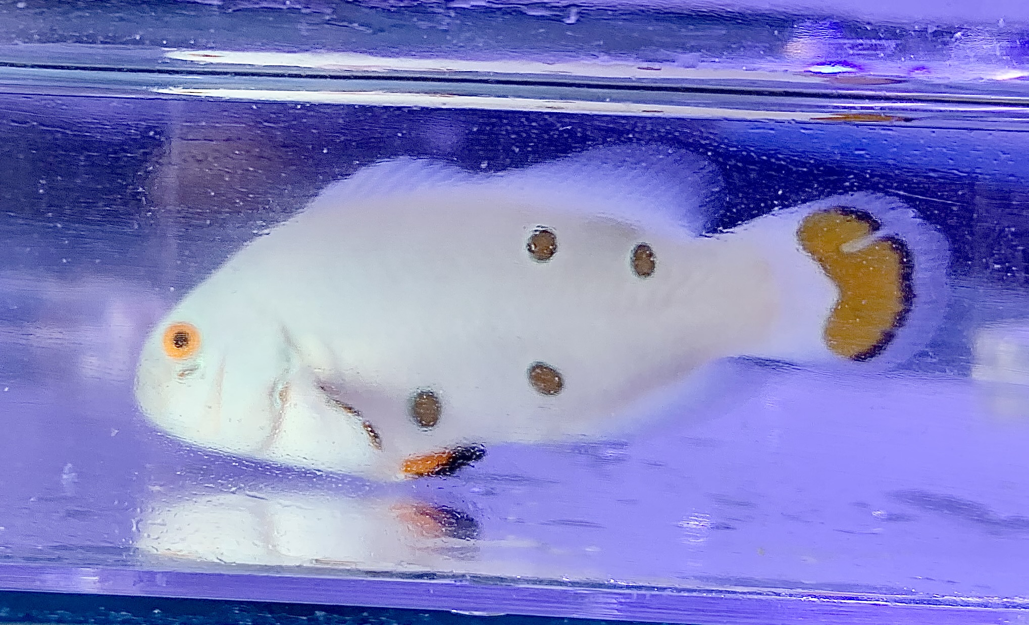 Amphirion Ocellaris white storm (reef safe)