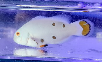 Amphirion Ocellaris white storm (reef safe)