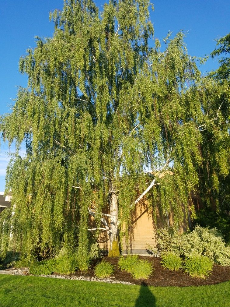 Betula pendula Dalecarlica E Utr 150-200 Co - 2