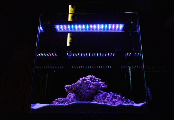Aqua Forest Nano tank EU - 4