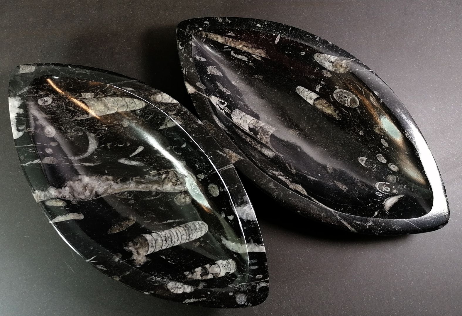 Oval (Mandelformad) Fossil Sten Skål med Ammoniter och Orthoceratiter - 2