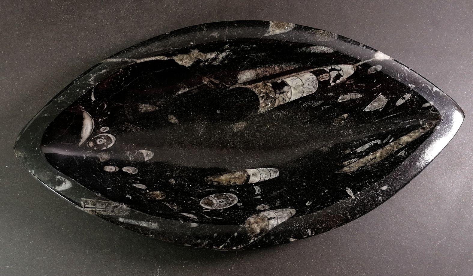 Oval (Mandelformad) Fossil Sten Skål med Ammoniter och Orthoceratiter - 4