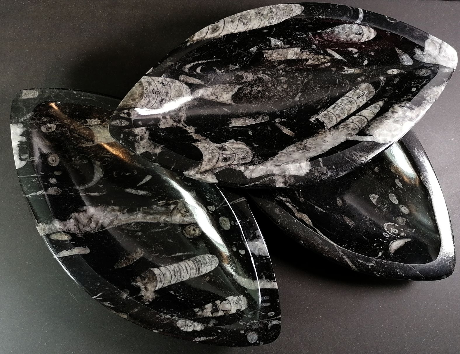 Oval (Mandelformad) Fossil Sten Skål med Ammoniter och Orthoceratiter - 3