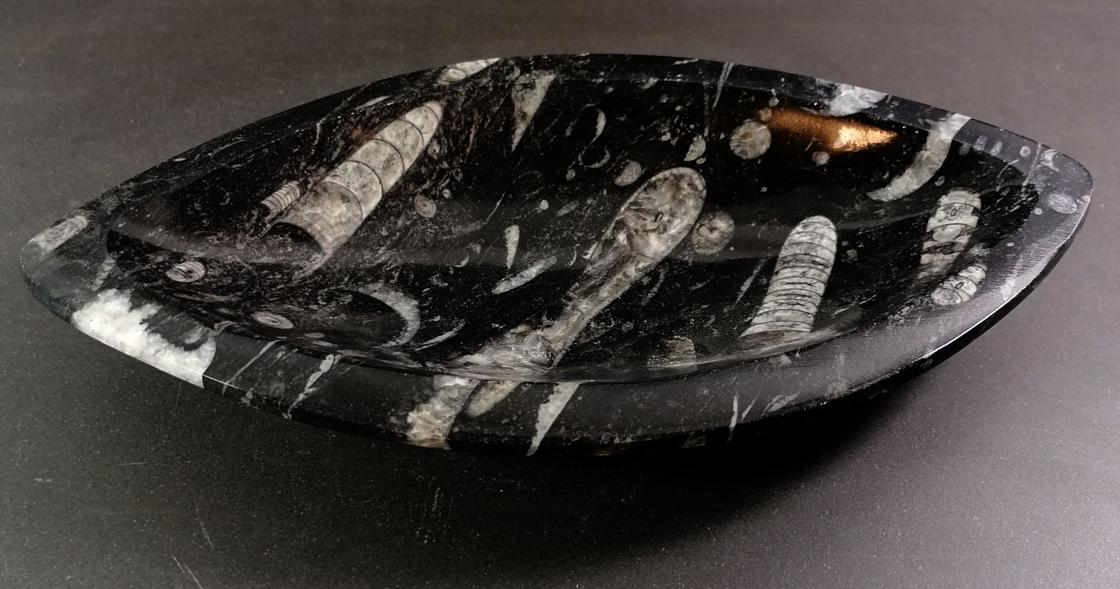 Oval (Mandelformad) Fossil Sten Skål med Ammoniter och Orthoceratiter