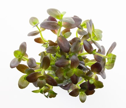 Dennerle Plants Bacopa Salzmanni 'Lila' i Kruka