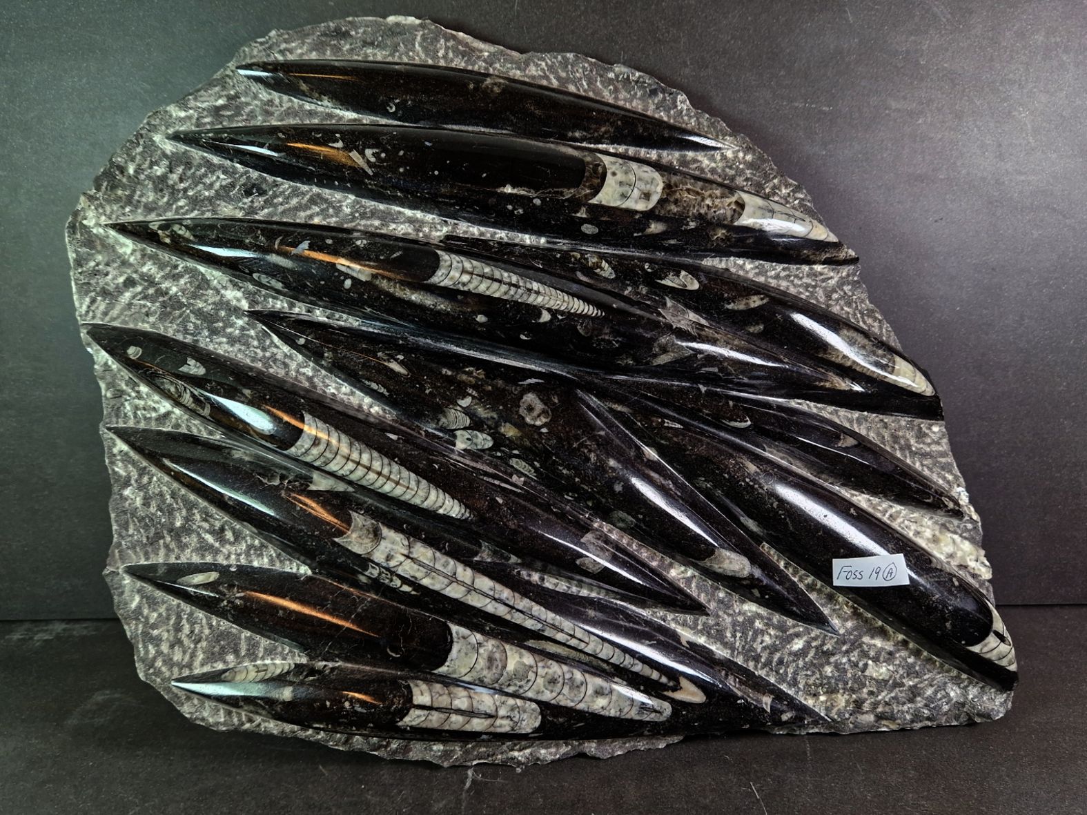 Devonian Orthoceras Fossil i Grundsten -  37cm