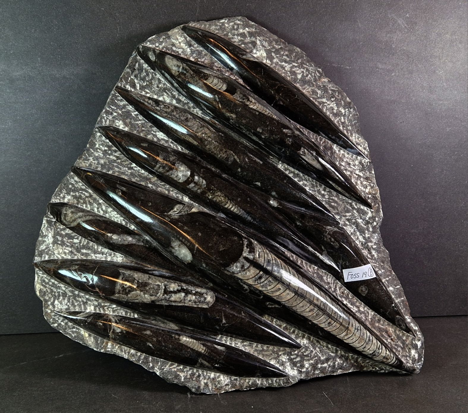 Devonian Orthoceras Fossil i Grundsten -  30cm