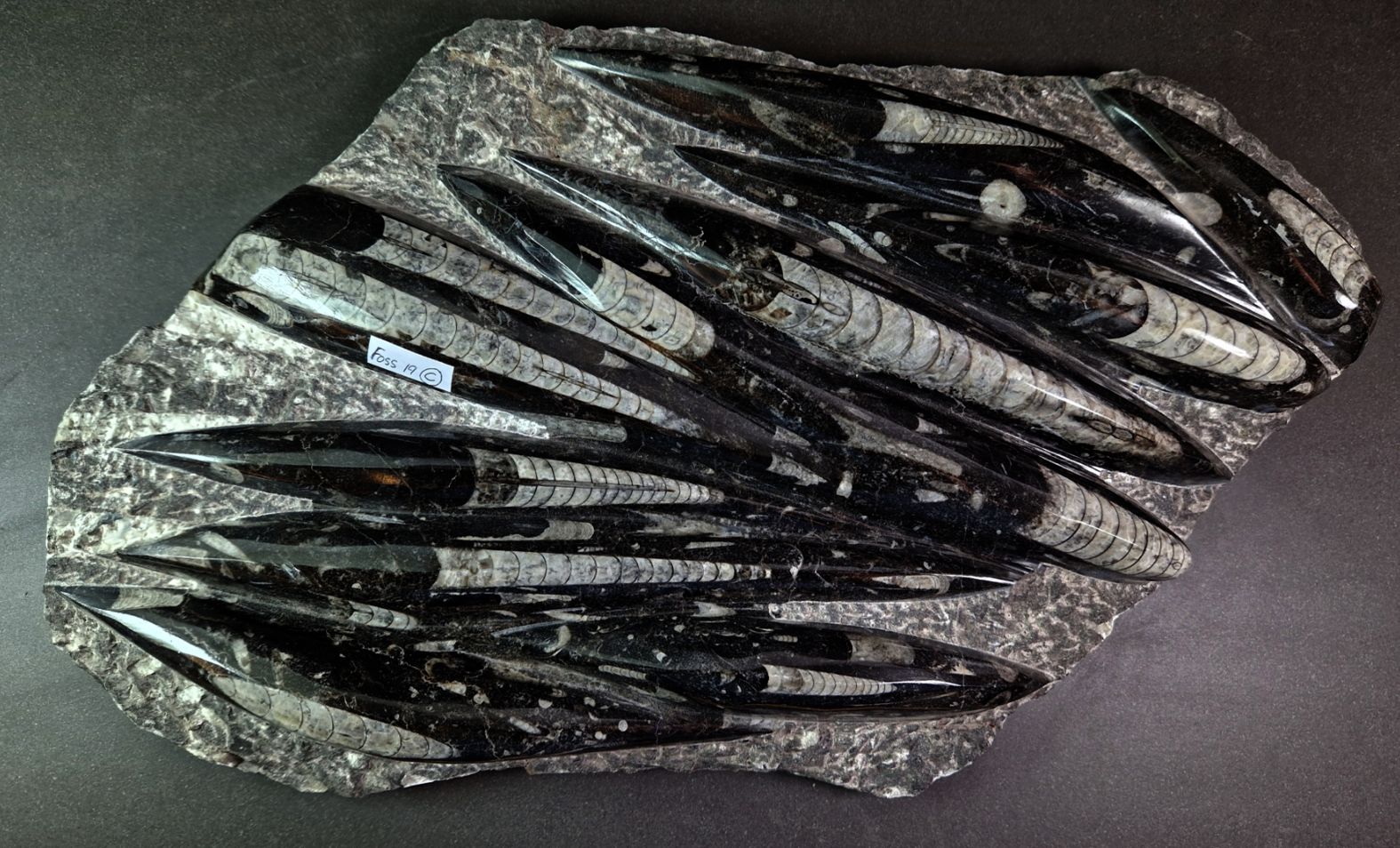 Devonian Orthoceras Fossil i Grundsten -  35cm