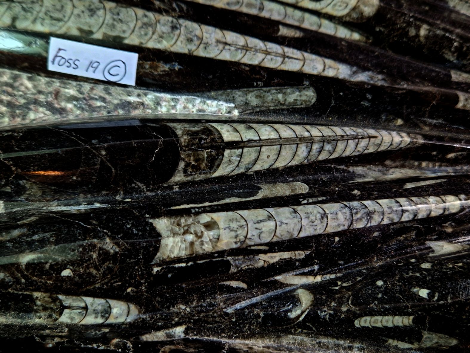 Devonian Orthoceras Fossil i Grundsten -  35cm - 2