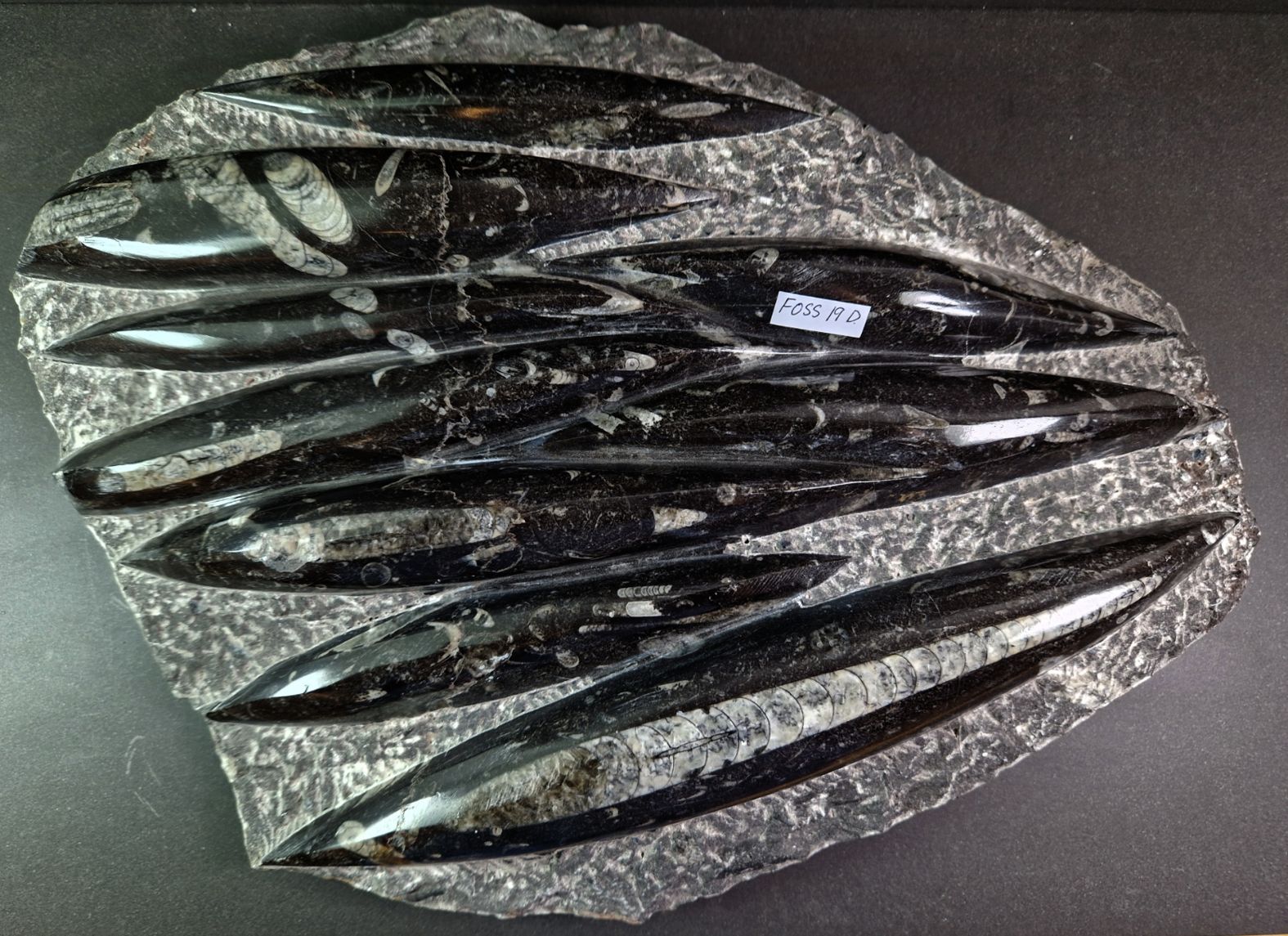 Devonian Orthoceras Fossil i Grundsten -  34cm