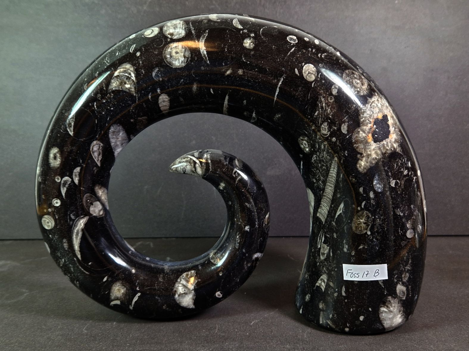 Devonian Orthoceras Fossil i Hornform - 3