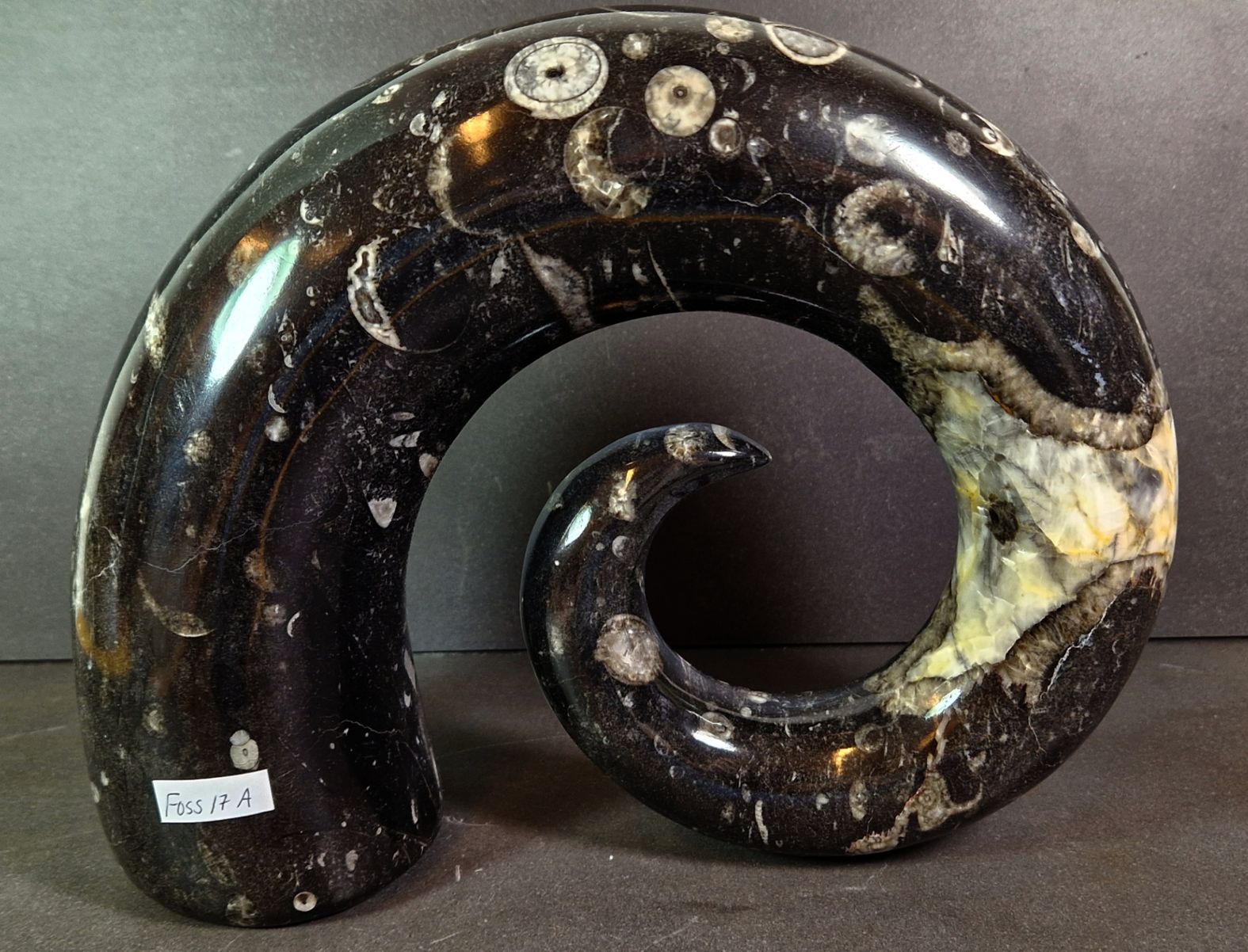 Devonian Orthoceras Fossil i Hornform - 2