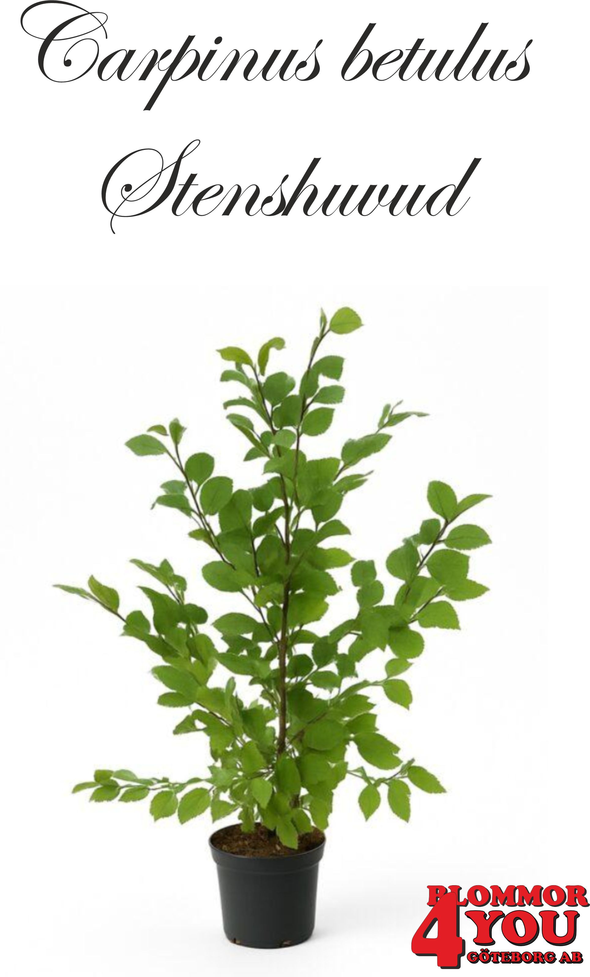Carpinus betulus Fk Stenshuvud E Utr 125-150 Co     Krukodlad