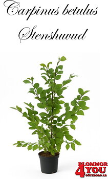 Carpinus betulus Fk Stenshuvud E Utr 125-150 Co     Krukodlad