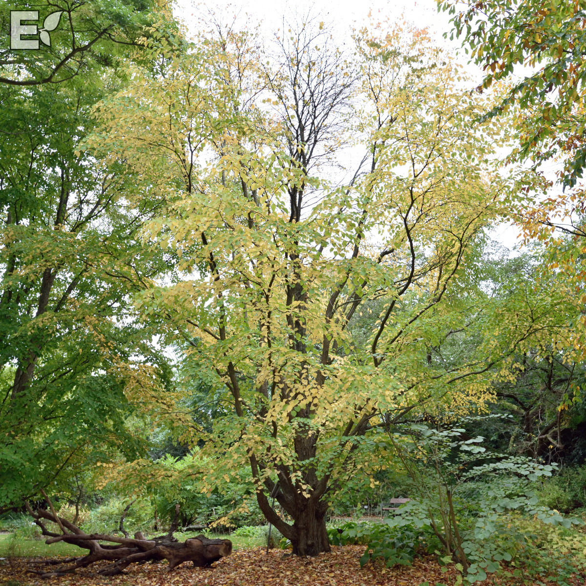 Cercidiphyllum japonicum Fk Göteborg E Utr 150-200 Co - 2