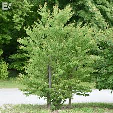 Cercidiphyllum japonicum Fk Göteborg E Utr 150-200 Co - 3