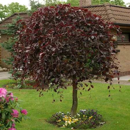 Corylus avellana Red Majestic* Sh 80 Co &nbsp;/ zon&nbsp;1-4 - 3