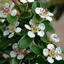 Cotoneaster  suecicus Coral Beauty Sh 80 Co &nbsp;/ zon&nbsp;1-3 - 3