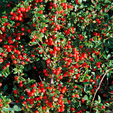 Cotoneaster  suecicus Coral Beauty Sh 80 Co &nbsp;/ zon&nbsp;1-3 - 4