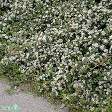 Cotoneaster  suecicus Coral Beauty Sh 80 Co &nbsp;/ zon&nbsp;1-3 - 2