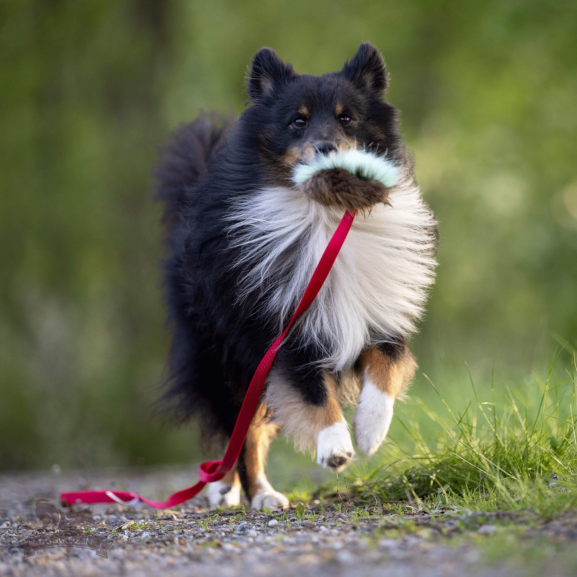 Beaver Squeaker Chaser S